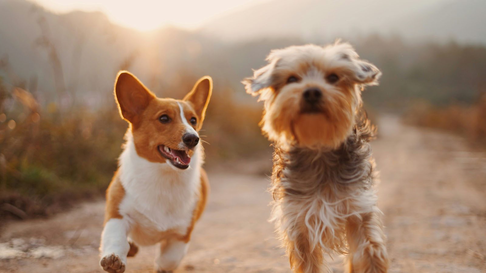 Zwei Hunde, die einer Straße entlang laufen.