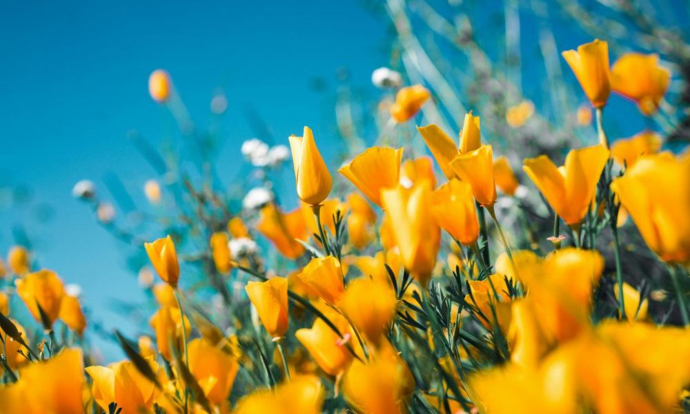 Natur im Garten-Plakettenaktionstage