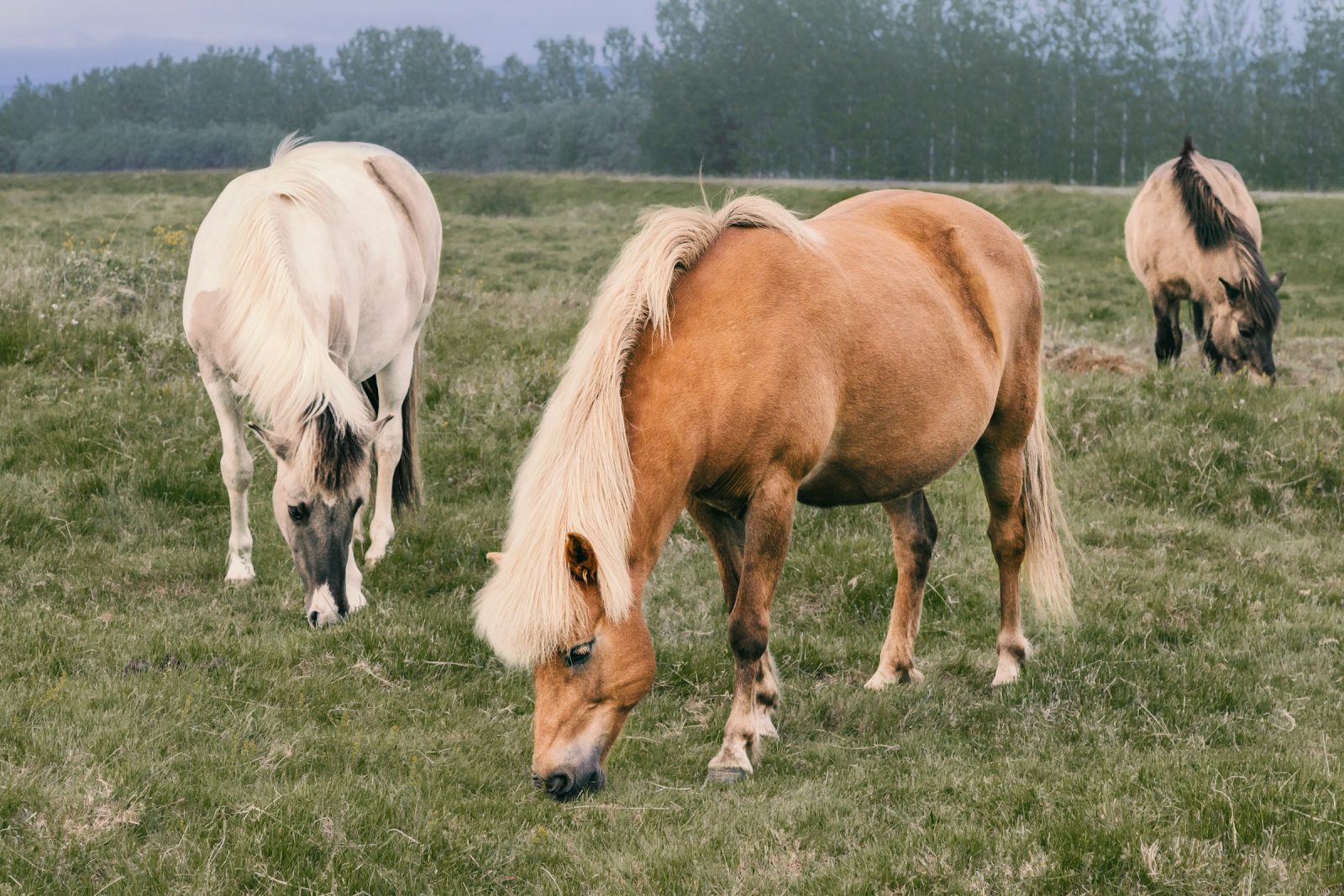 Pferde