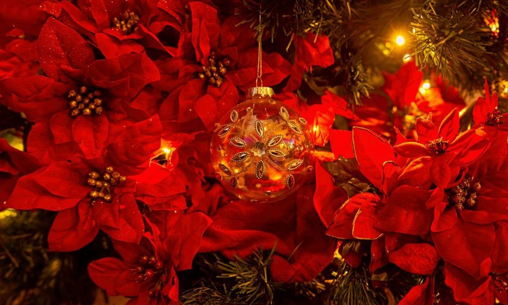 Weihnachtsstern_don-starkey-7IDQUXrpzxA-unsplash