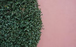 Hausabhulung Strauch- und Baumschnitt_andrej-lisakov-pPxKY2mgXKM-unsplash