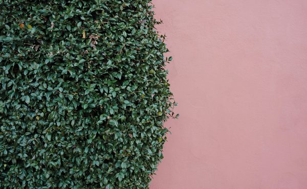 Hausabhulung Strauch- und Baumschnitt_andrej-lisakov-pPxKY2mgXKM-unsplash